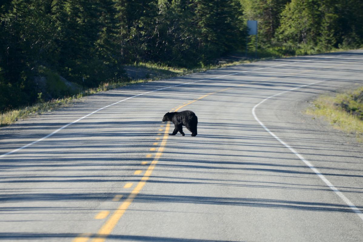 03 Bear Crosses The Road In Front Of Our Bus On The Tour From Whitehorse Yukon To Skagway On The Klondike Highway 2